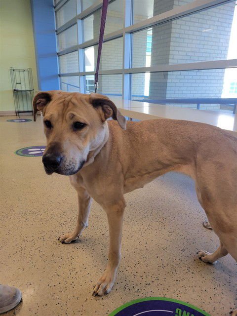 JANICE - Labrador Retriever available for adoption