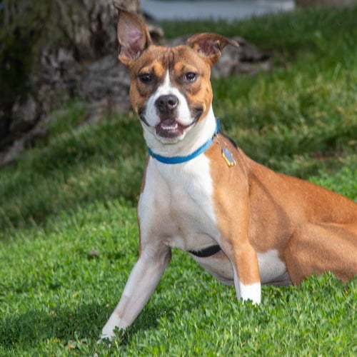 DENALI - Labrador Retriever / Beagle available for adoption