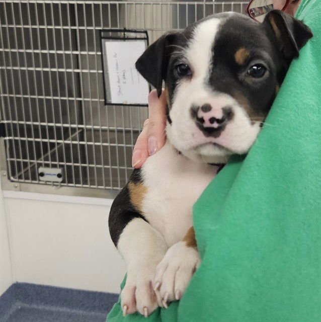 MARMALADE - Pit Bull Terrier available for adoption