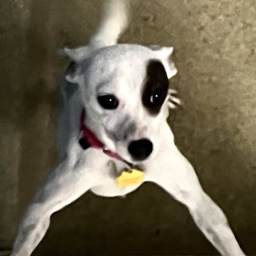 OSCAR - Parson Russell Terrier available for adoption