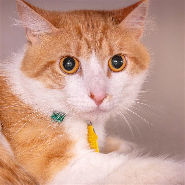 MR KITTY Image