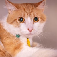 MR KITTY - Photo 1