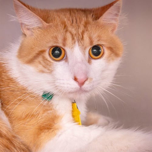 MR KITTY - Domestic Short Hair for adoption in St. Louis