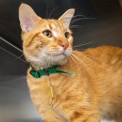 TIGGER - Domestic Short Hair available for adoption