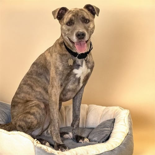 KORRA - Pit Bull Terrier available for adoption