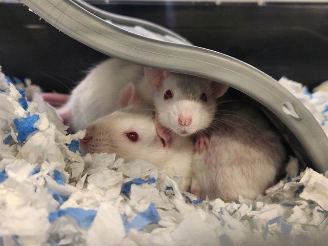 STRAWBERRY - Rat available for adoption