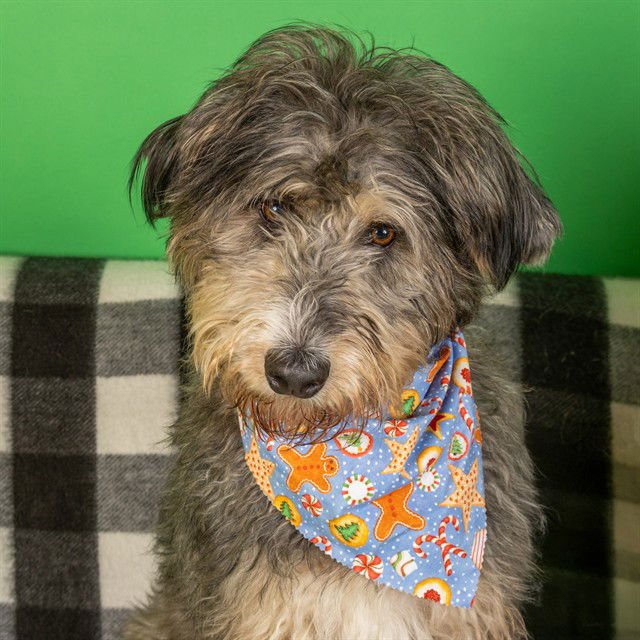 DISCO - Bearded Collie available for adoption