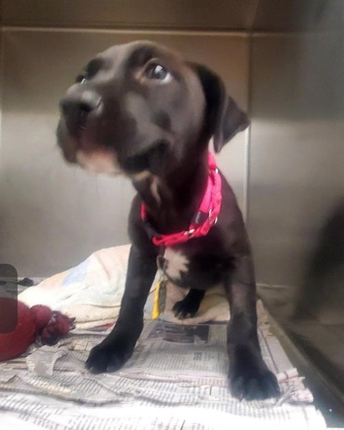BELLA - Labrador Retriever available for adoption