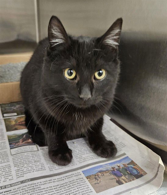 SCHNITZEL - Domestic Short Hair available for adoption