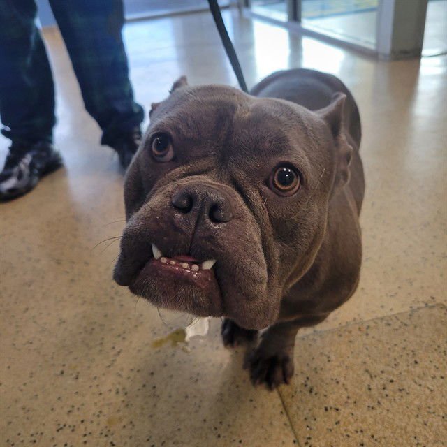 STITCH - Bulldog available for adoption