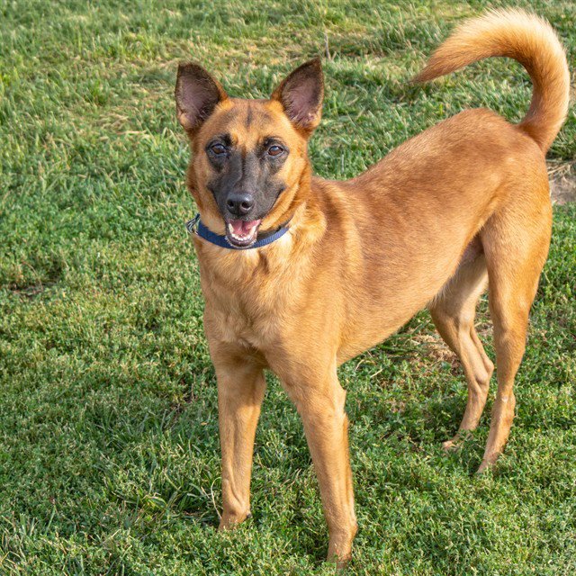 FAYE Image