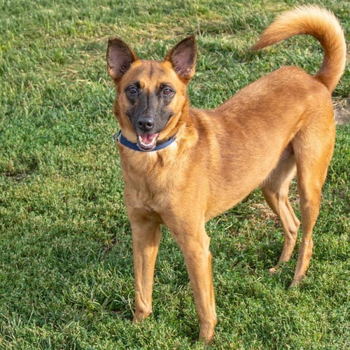 FAYE - German Shepherd Dog available for adoption