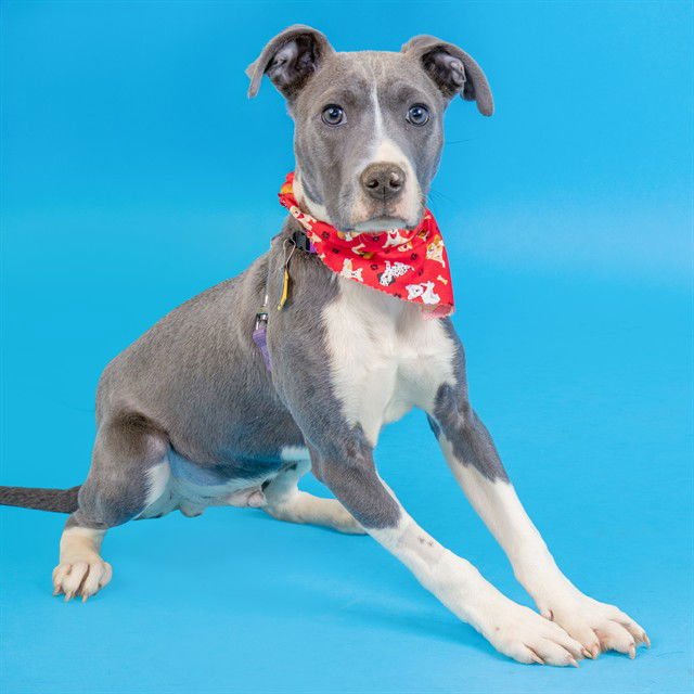 SALAMANDER - Labrador Retriever available for adoption