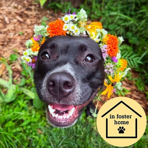 BOBBIE - Pit Bull Terrier available for adoption