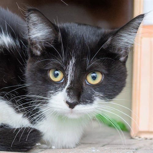 MAZZY - Domestic Long Hair available for adoption