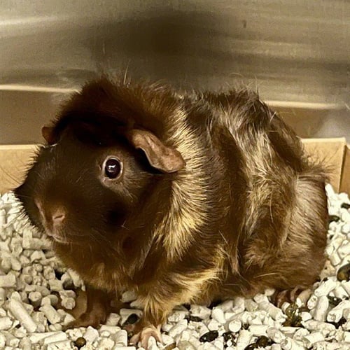 LAUREY - Guinea Pig available for adoption