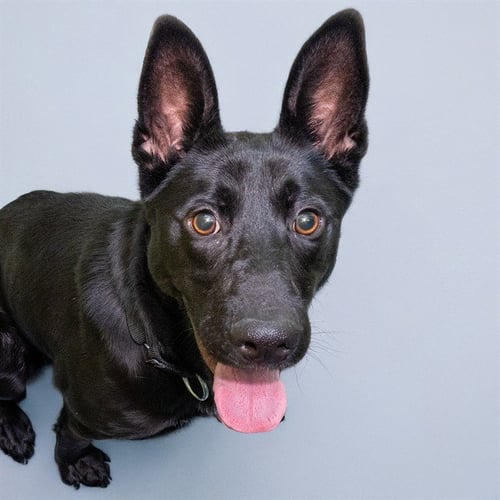 CHAPELLE - German Shepherd Dog available for adoption