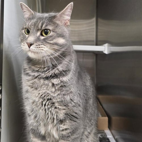 BELLS - Domestic Short Hair available for adoption