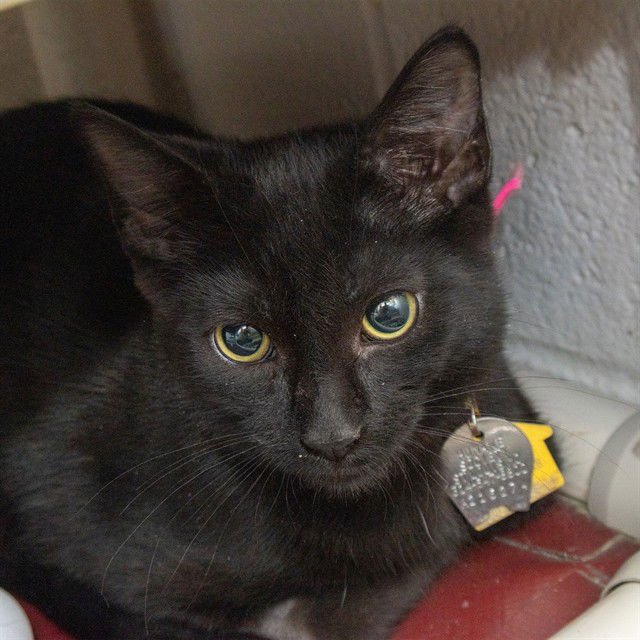 HADES - Domestic Short Hair available for adoption