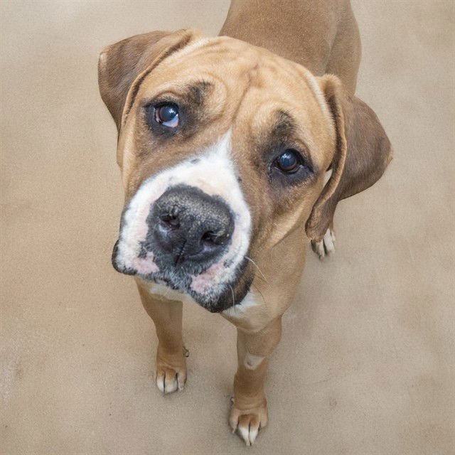 FERRARA - Mastiff available for adoption