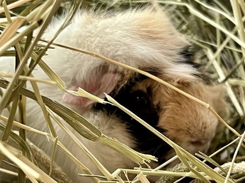 CHURCH - Guinea Pig available for adoption