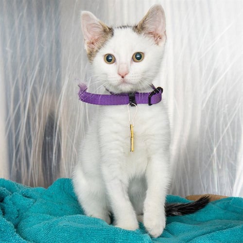 X RAY - Domestic Short Hair available for adoption
