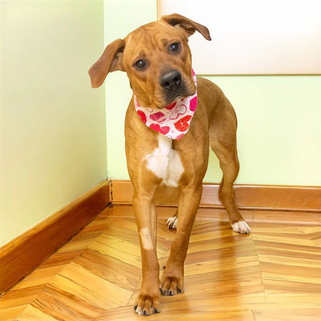 CHEESESTEAK - Redbone Coonhound available for adoption