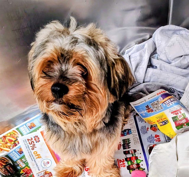 SAMOA - Yorkshire Terrier Yorkie / Poodle (Miniature) available for adoption