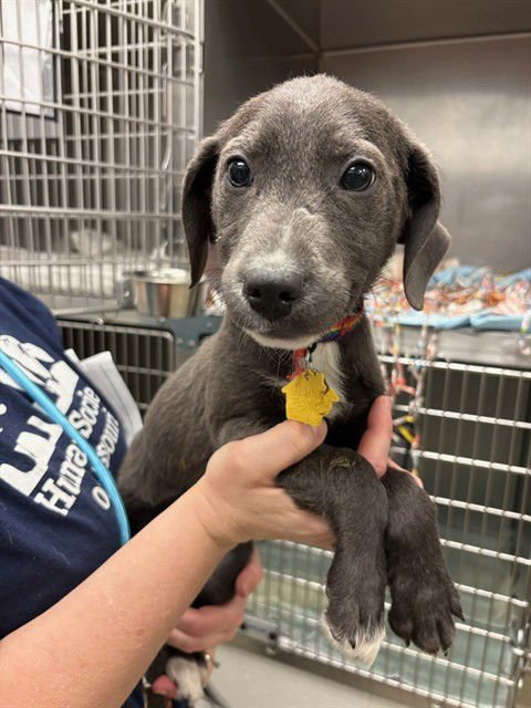 CARLY - Plott Hound available for adoption