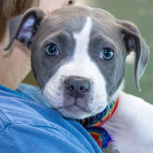 APHRODITE - Pit Bull Terrier available for adoption