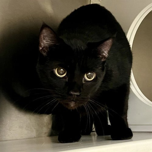 MUSHROOM - Domestic Short Hair for adoption in St. Louis