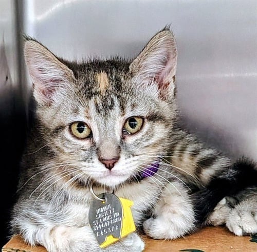 BARB - Domestic Short Hair available for adoption