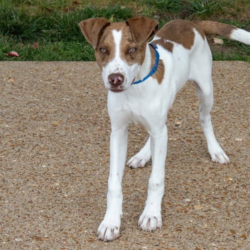 PRESTON - Catahoula Leopard Dog available for adoption