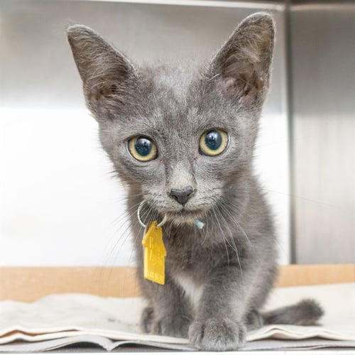 BANG - Domestic Short Hair available for adoption