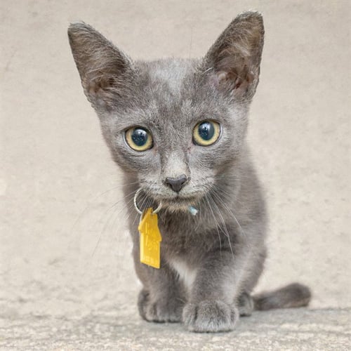 BANG - Domestic Short Hair available for adoption