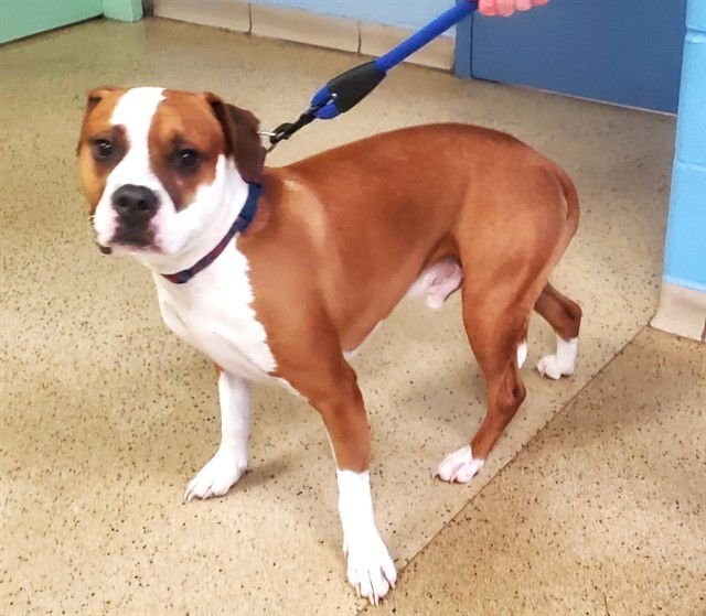 BUBS - Boxer / Pit Bull Terrier available for adoption