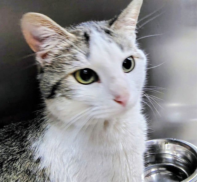 SUMMER - Domestic Short Hair available for adoption