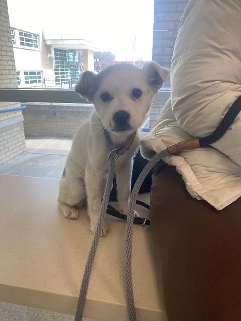 COOLIO - Great Pyrenees available for adoption