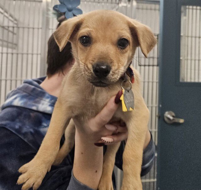 PLANTAIN - Chihuahua available for adoption