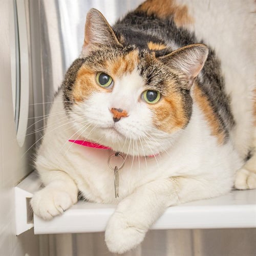 AURORA - Domestic Short Hair available for adoption