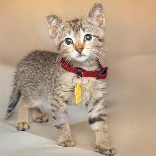 BAMBOO - Domestic Short Hair available for adoption