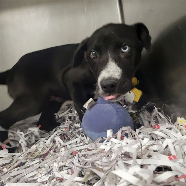 WARLOCK - Pit Bull Terrier / Siberian Husky available for adoption