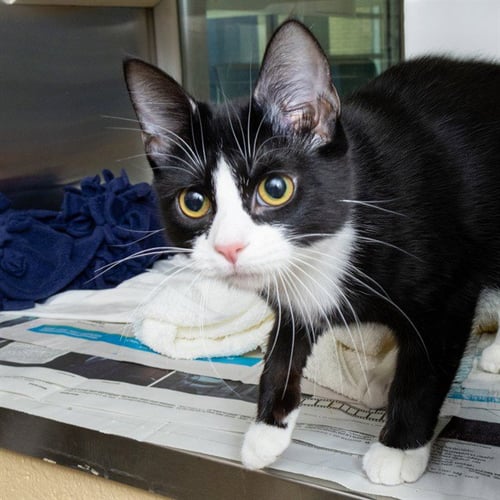 ARYLL - Domestic Short Hair available for adoption