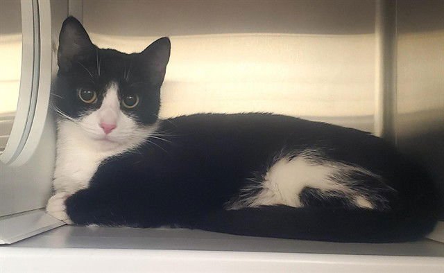 PEARL - Domestic Short Hair available for adoption