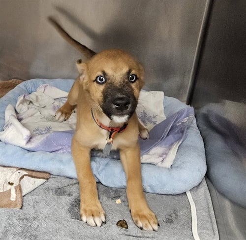IZZY - German Shepherd Dog available for adoption