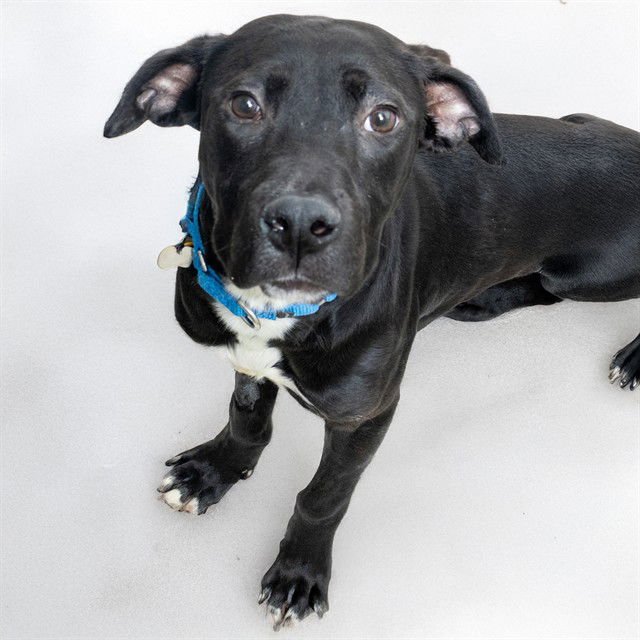 HULK - Pit Bull Terrier available for adoption