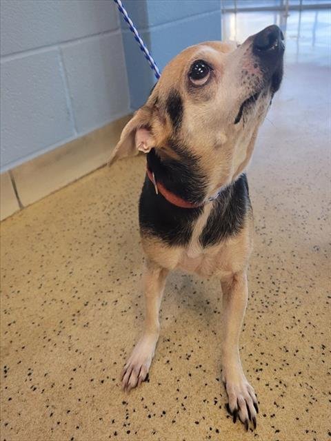 JASPER - Chihuahua available for adoption