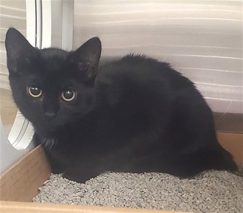 BUBBLE - Domestic Short Hair available for adoption