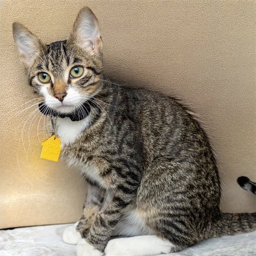 BEEDLE - Domestic Short Hair available for adoption