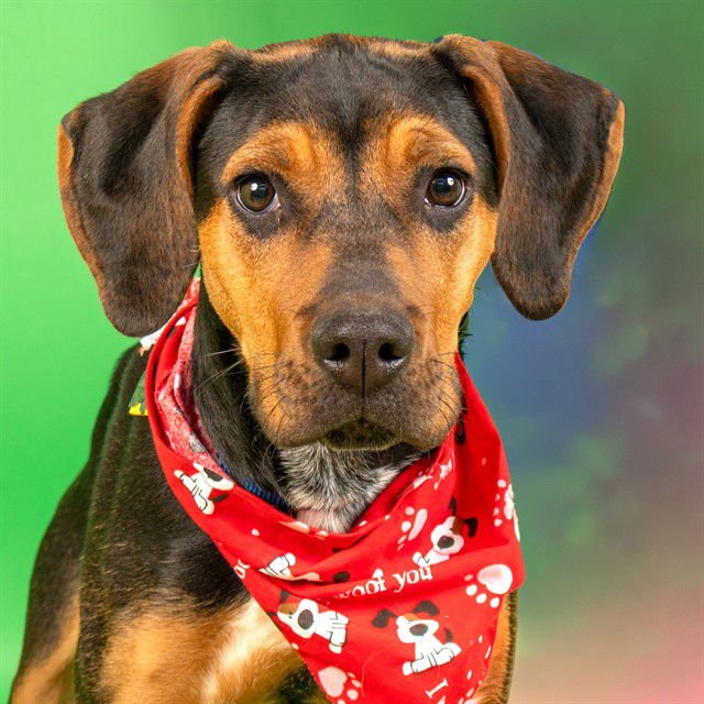 MILA - Black and Tan Coonhound available for adoption